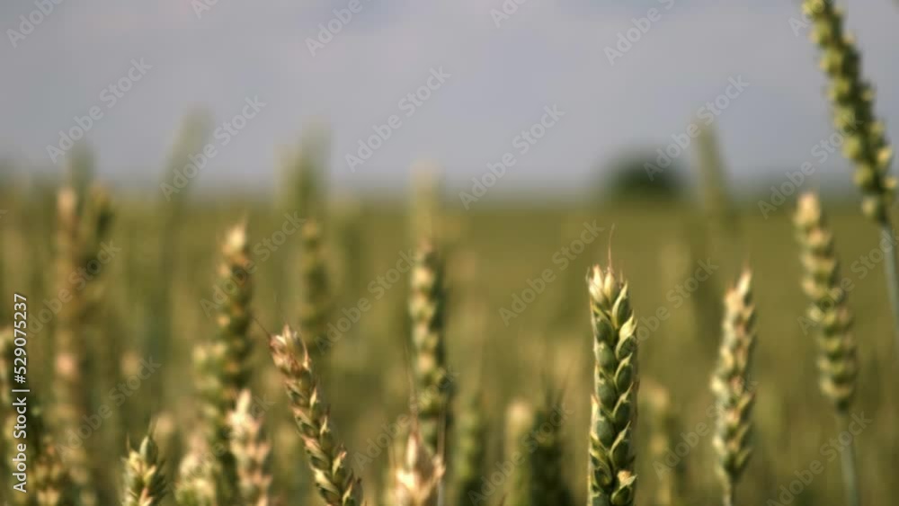wheat field on in sunny weather close-up wheat field on in sunny weather close-up