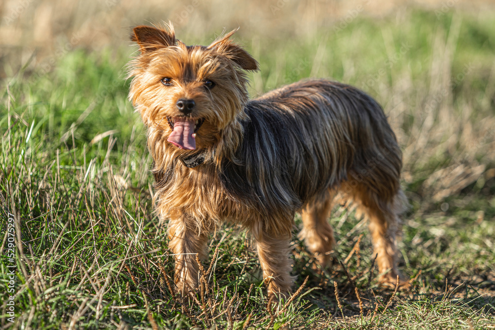 Portrait of a female yorkshire terrier dog on a meadow in summer outdoors Portrait of a female yorkshire terrier dog on a meadow in summer outdoors