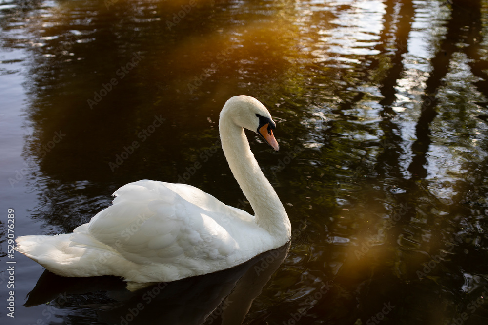 Fototapeta premium White swan in water. Waterbird on lake. White swan feathers.