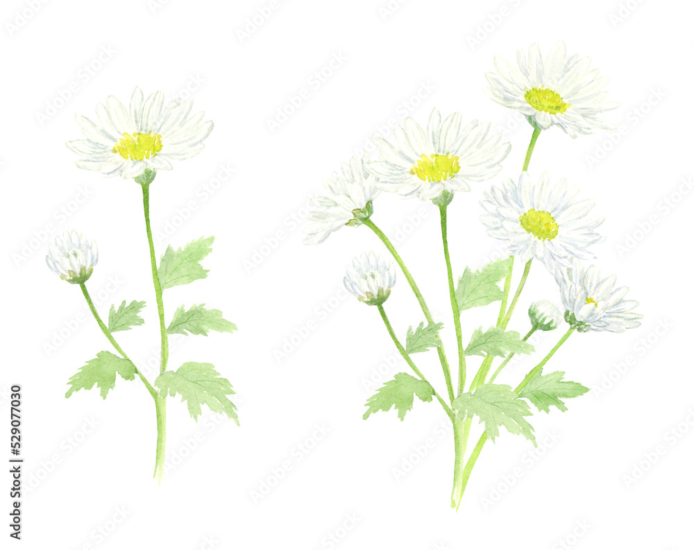 Watercolor illustration of white Chrysanthemum with transparent background