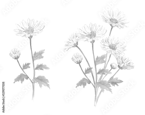 モノクロの小菊の花セット 背景透過PNG