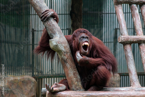 Orangutan sitting on a tree trunk photo