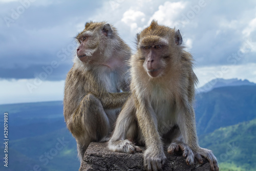 Mauritian macaque sitting on the rock © Rajesh