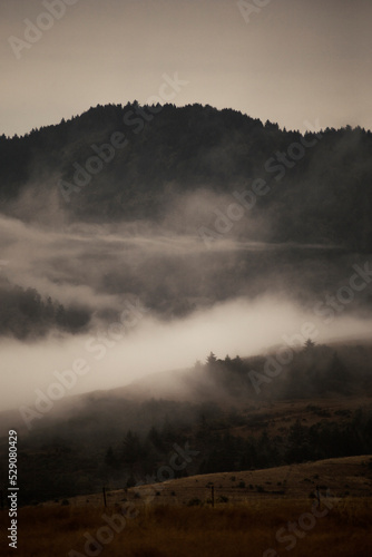 Foggy morning in California's big mountains © FEDEMARINIC