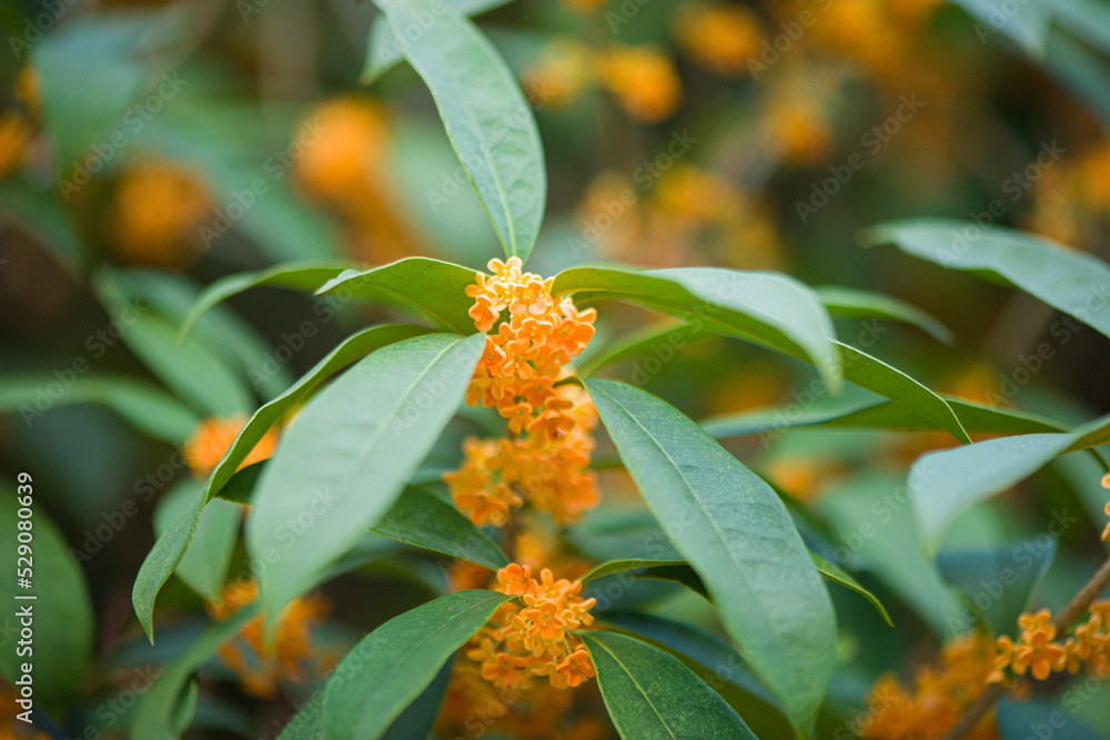 Sweet-Scented golden osmanthus fragrans bloom in autumn Sweet-Scented golden osmanthus fragrans bloom in autumn