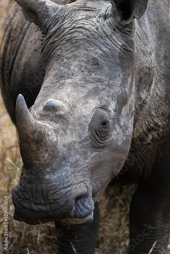 white rhino close up
