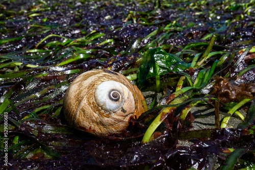 Lewis's Moon Snail on a bed of green and red seaweeds at low tide, as a nature background, Golden Gardens Park, Washington, USA
 photo