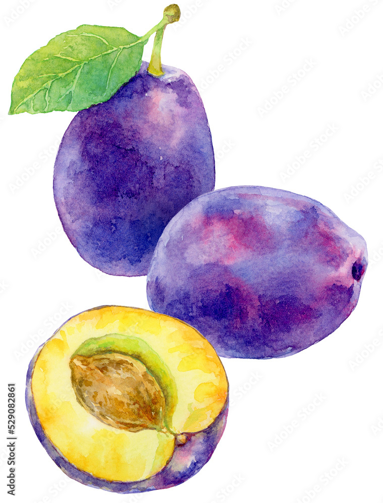 プルーン 3個 水彩画 Stock イラスト Adobe Stock