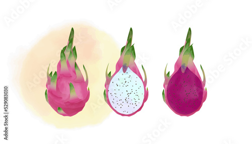 Illustration of dragon fruit with white and red flesh