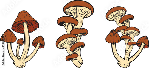 set of drawn rough boletus mushrooms, family of edible fungus, graphic drawing with lines, flat illustration, healthy organic food, vegetarian food isolated on white background for design and printing
