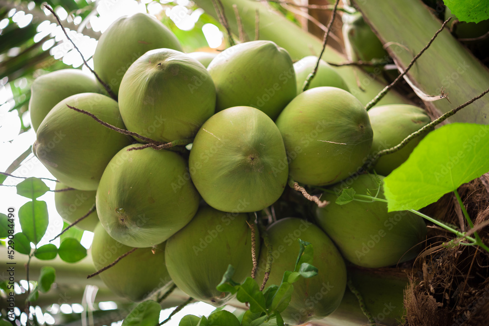 Coconut tree, fresh coconut on the tree, young coconut tree Coconut tree, fresh coconut on the tree, young coconut tree
