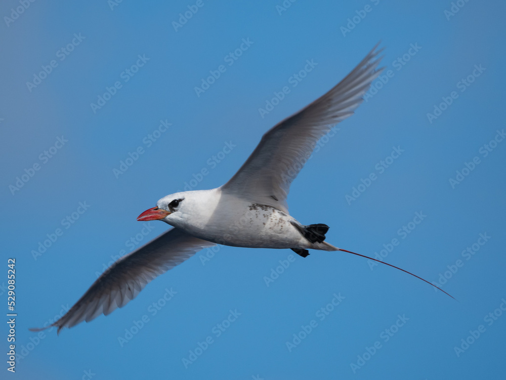 Obraz premium Tropic Bird