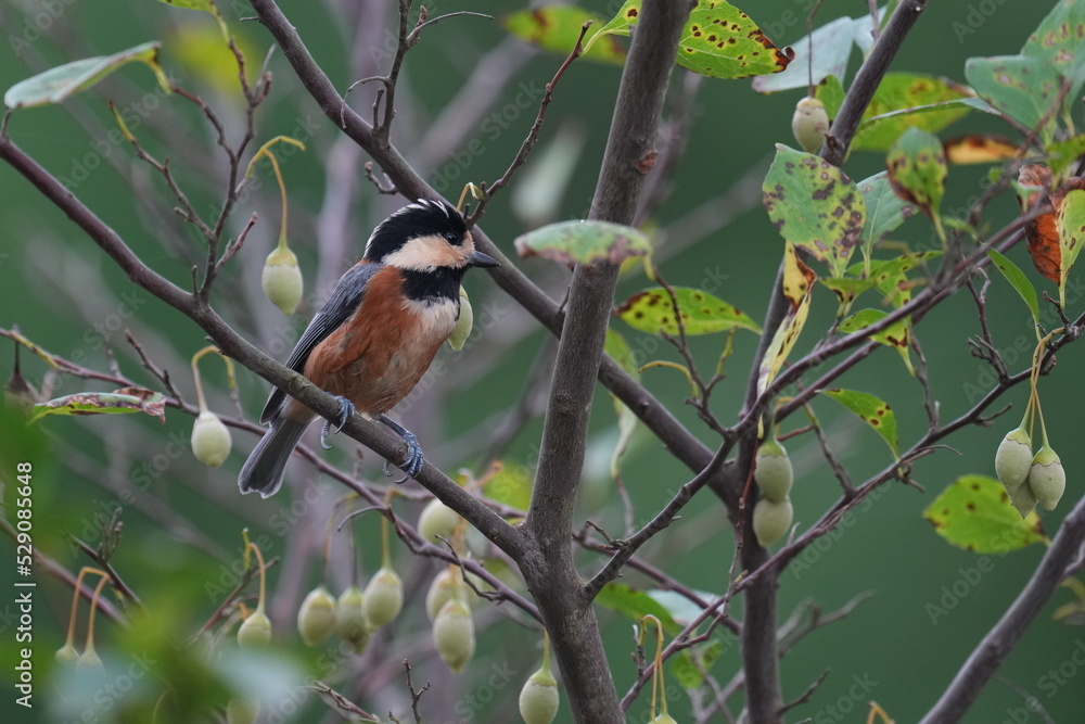 varied tit on a branch varied tit on a branch