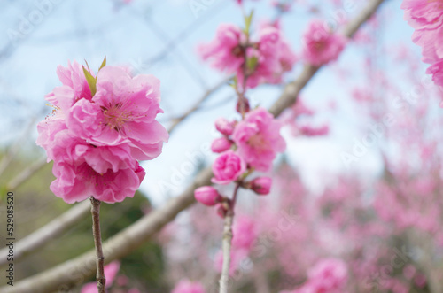 桃の花のクローズアップ