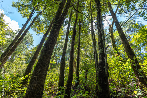 Pine tree forest with green forest and straight tree trunks in Thailand.