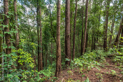 Pine tree forest with green forest and straight tree trunks in Thailand.