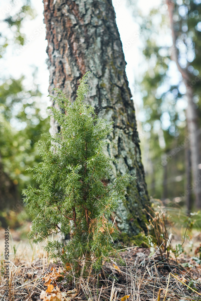 The Juniperus communis tree grows in the forest near another large tree. Vertical photo. The Juniperus communis tree grows in the forest near another large tree. Vertical photo.
