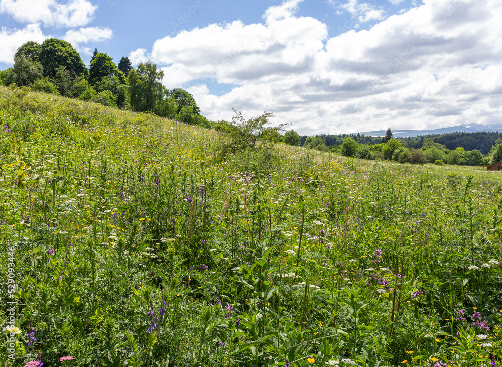 the summer period of the year, flowering plants, mountainous terrain, the best time for walking in nature.