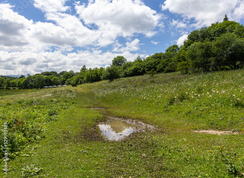 the summer period of the year, flowering plants, mountainous terrain, the best time for walking in nature.