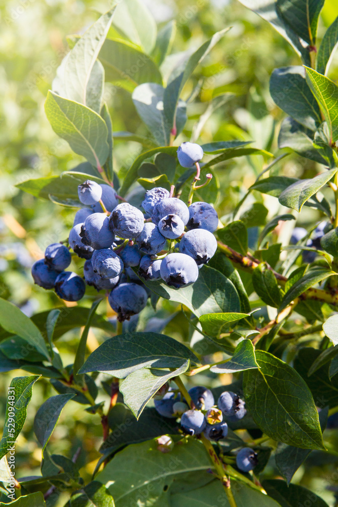 Fresh ripe blueberries growing in an orchard; blueberry cluster on bushes on a farm Fresh ripe blueberries growing in an orchard; blueberry cluster on bushes on a farm