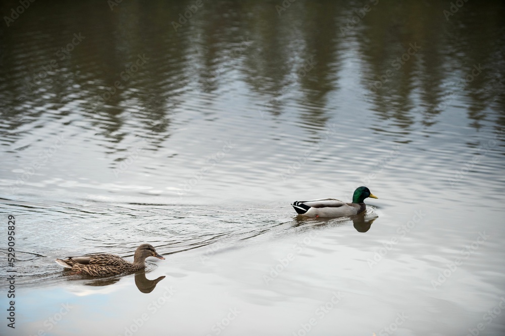 Fototapeta premium Mallard ducks swimming in lake