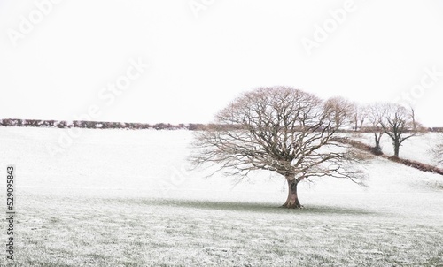 Tree in showy field