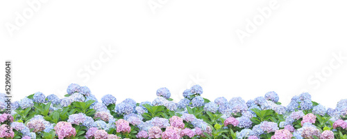 紫陽花の花の背景パターン/梅雨/お中元/暑中見舞い/パノラマ/6月/背景透過