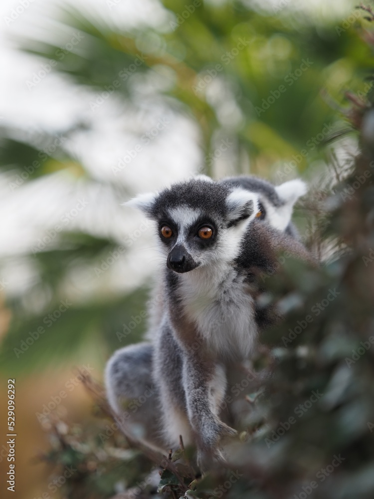 Naklejka premium キツネザル