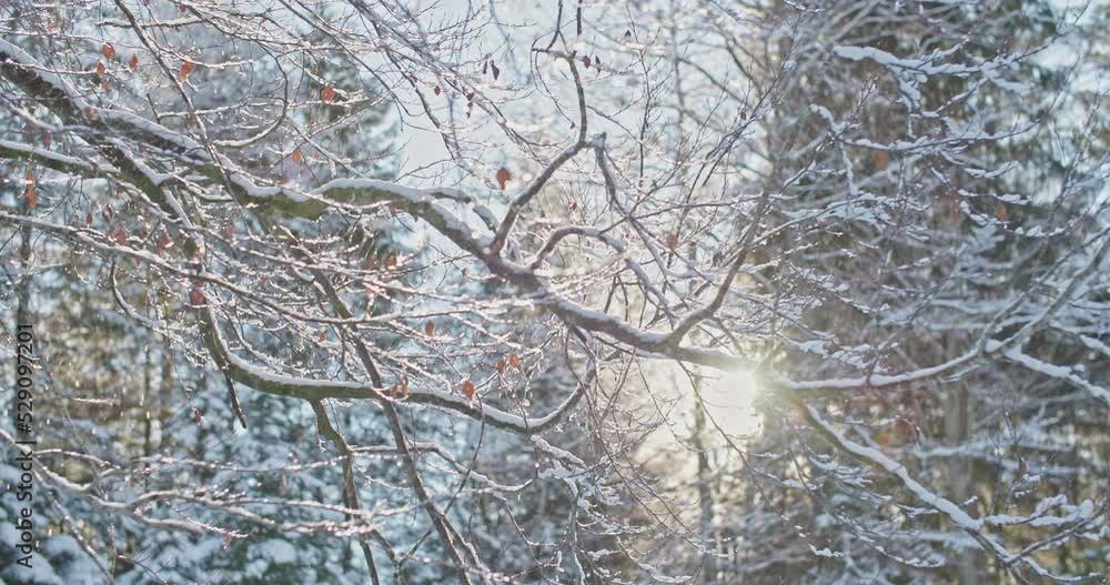 Enchanting winter scene in a forest with Frozen iced branches of tree with charming natural morning sunlight during the sunny day after snow. romantic wonderland. beautiful environment in slow motion. Enchanting winter scene in a forest with Frozen iced branches of tree with charming natural morning sunlight during the sunny day after snow. romantic wonderland. beautiful environment in slow motion.