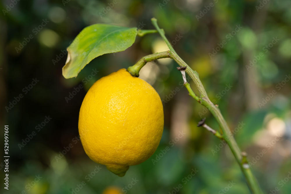 レモンの実
