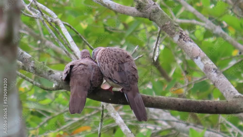 Birds Doves are falling in love bird pairing. Birds Doves are falling in love bird pairing.