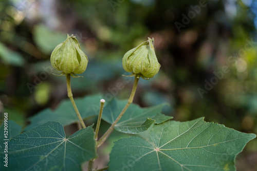 Close up of Gossypium Herbaceum buds