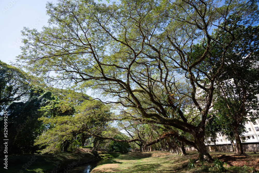 Tree lined serene walking and jogging path in the morning. Tree lined serene walking and jogging path in the morning.