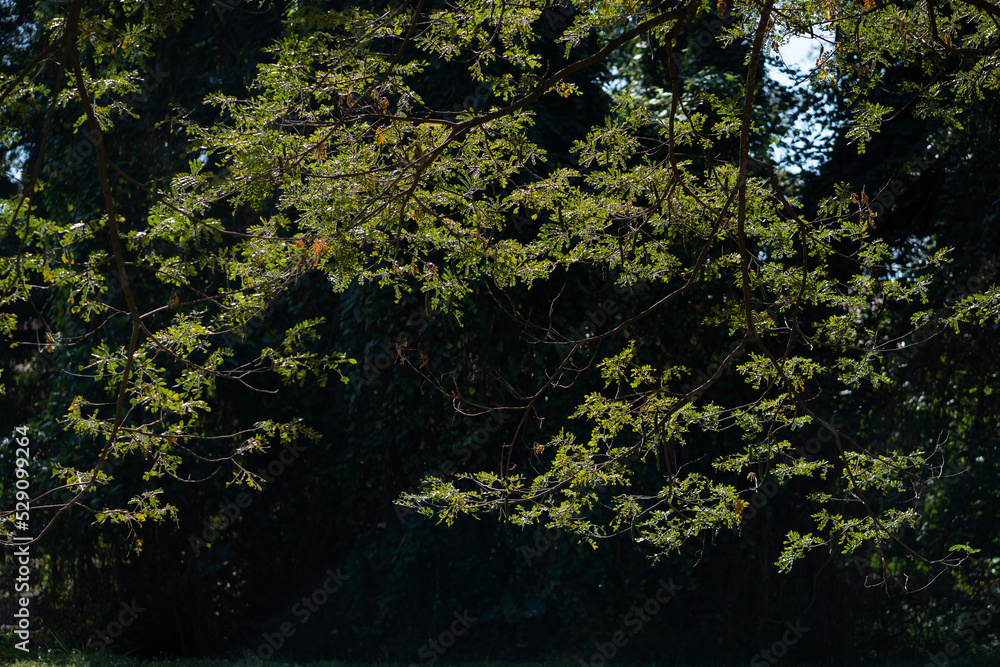 Fototapeta premium Tree lined serene walking and jogging path in the morning.