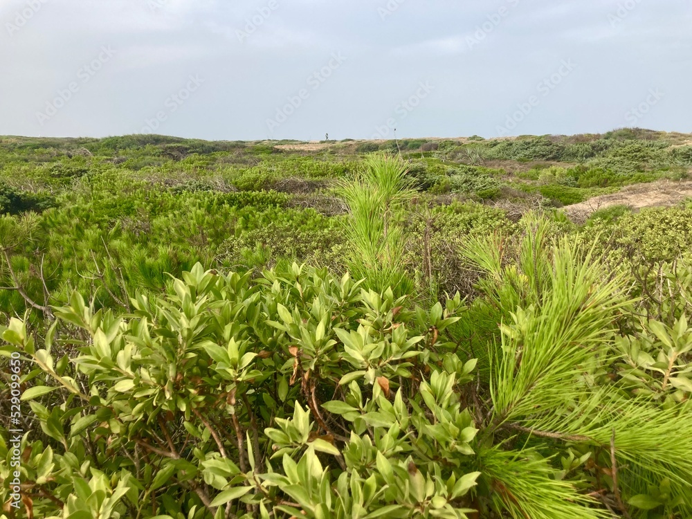 Dünen und Grassfelder am Meer Dünen und Grassfelder am Meer