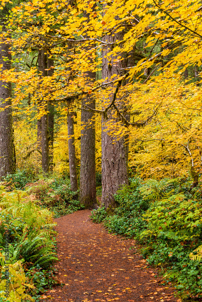 Fototapeta premium Autumn