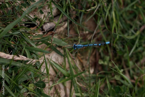 Closeup of Double-striped bluet on grass in a field