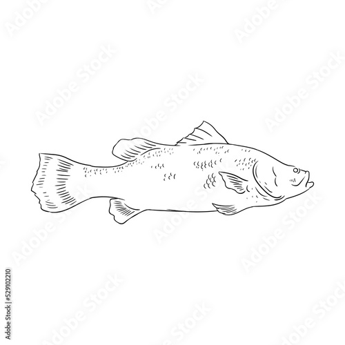 Fish sketches that are commonly targeted by anglers