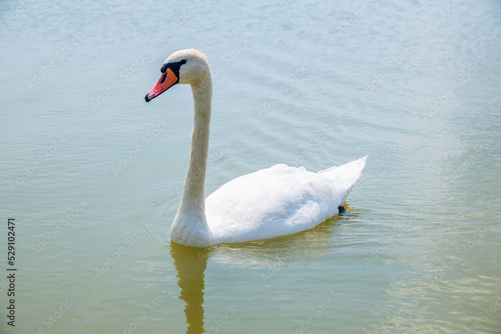 Graceful white Swan swimming in the lake, swans in the wild. Portrait of a white swan swimming on a lake. Graceful white Swan swimming in the lake, swans in the wild. Portrait of a white swan swimming on a lake.
