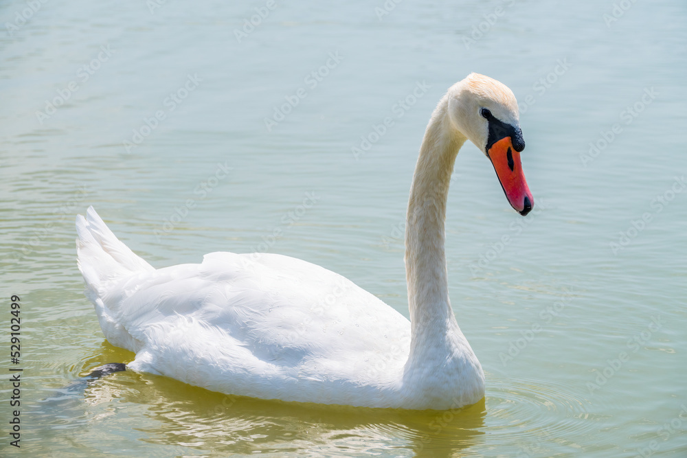 Graceful white Swan swimming in the lake, swans in the wild. Portrait of a white swan swimming on a lake. Graceful white Swan swimming in the lake, swans in the wild. Portrait of a white swan swimming on a lake.