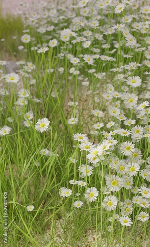 Blooming seasonal nature scene 3D rendering plant and flowers wallpaper backgrounds