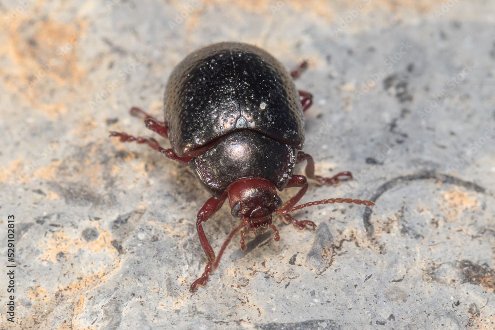 Chrysolina bankii walking on a rock on a sunny day Chrysolina bankii walking on a rock on a sunny day
