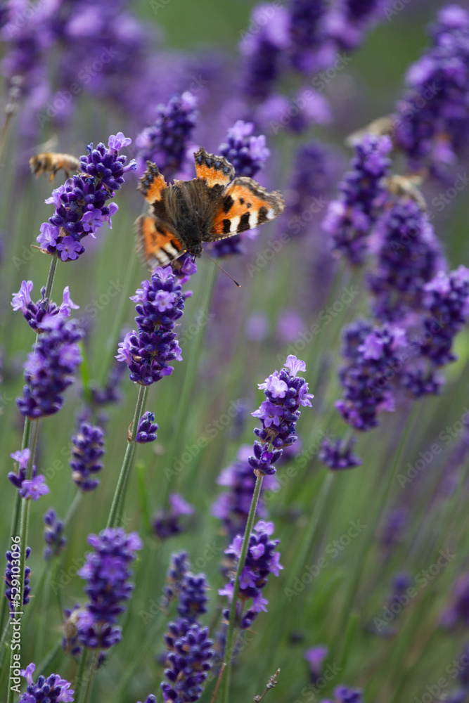 Lavender field in France with butterflies