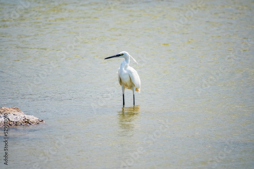 The small white heron or Little egret stands in the lake © Dmitrii Potashkin