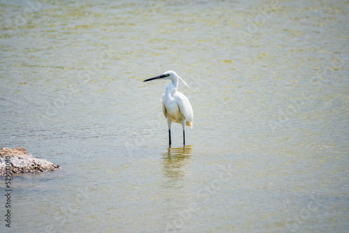 The small white heron or Little egret stands in the lake