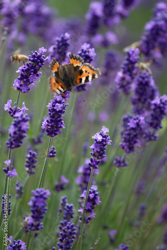 Lavender field in France with butterflies