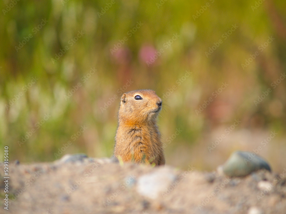 Ground squirrel or chipmunk Ground squirrel or chipmunk