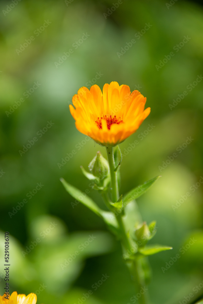 Yellow to orange flower on a green background Yellow to orange flower on a green background