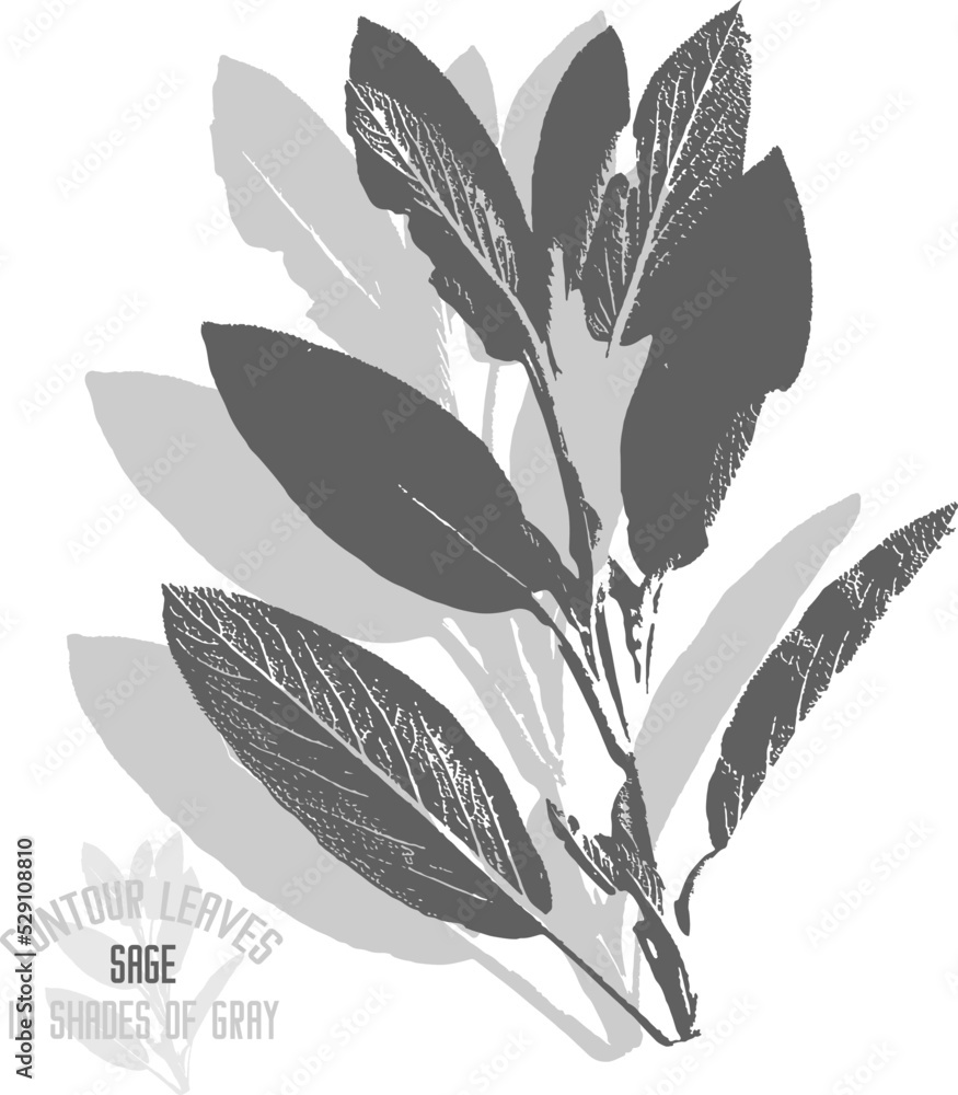 Sage herb vector silhouette. A set of decorative Salvia Officinalis