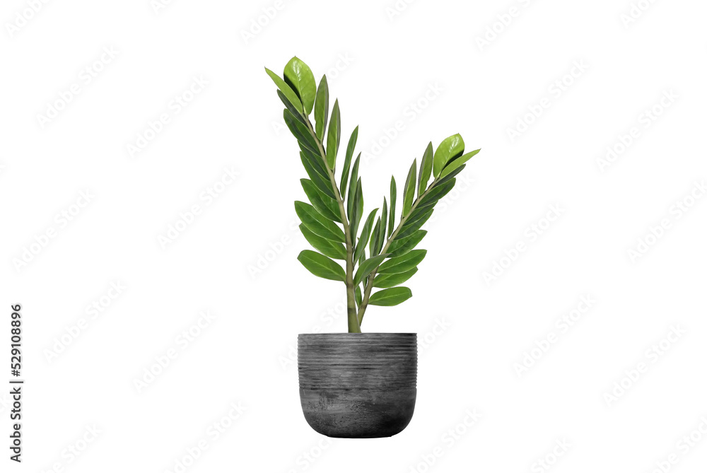 Zamioculcas zamifolia, potted plant isolate on white for home and garden decoration. Zamioculcas zamifolia, potted plant isolate on white for home and garden decoration.